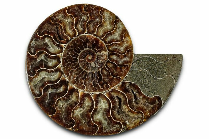 Cut & Polished Ammonite Fossil (Half) - Madagascar #359557